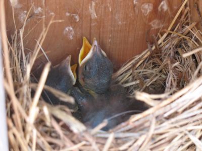 BlueBirds.jpg