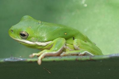 TreeFrog.jpg